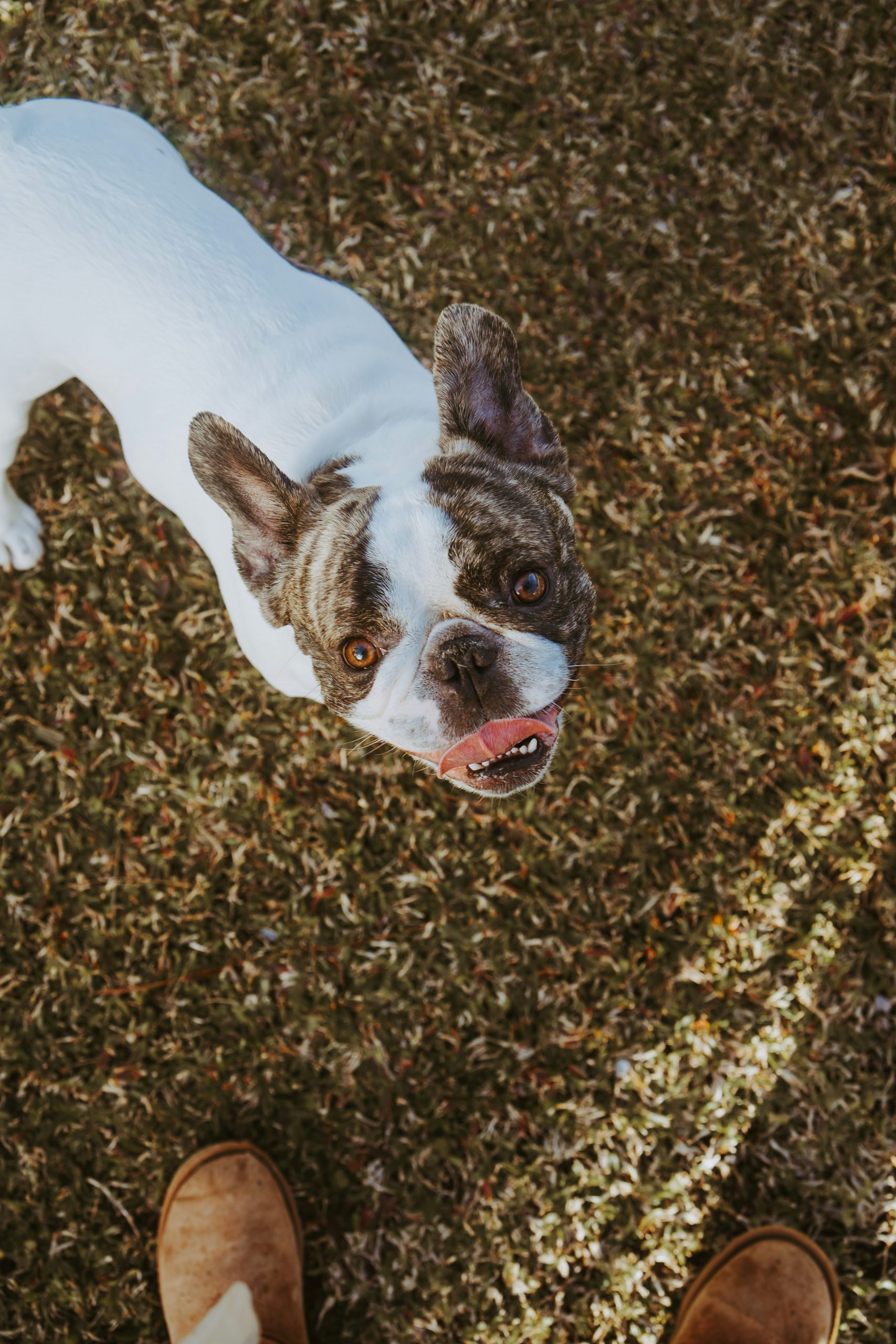 Welcome to Snowtail Rescue Community!